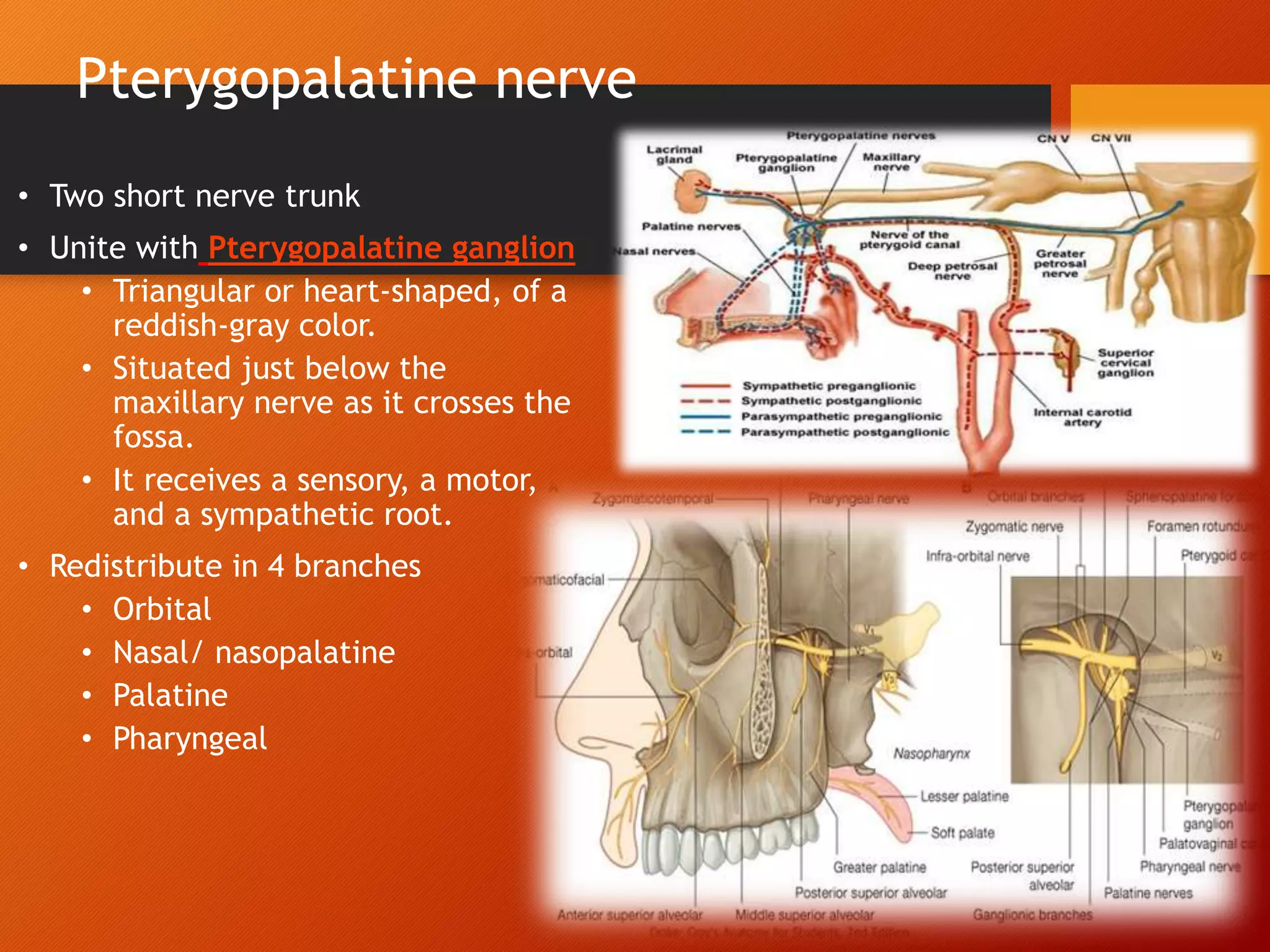 Pterygopalatine nerve
• Two short nerve trunk
• Unite with Pterygopalatine ganglion
• Triangular or heart-shaped, of a
reddish-gray color.
• Situated just below the
maxillary nerve as it crosses the
fossa.
• It receives a sensory, a motor,
and a sympathetic root.
• Redistribute in 4 branches
• Orbital
• Nasal/ nasopalatine
• Palatine
• Pharyngeal
36
 