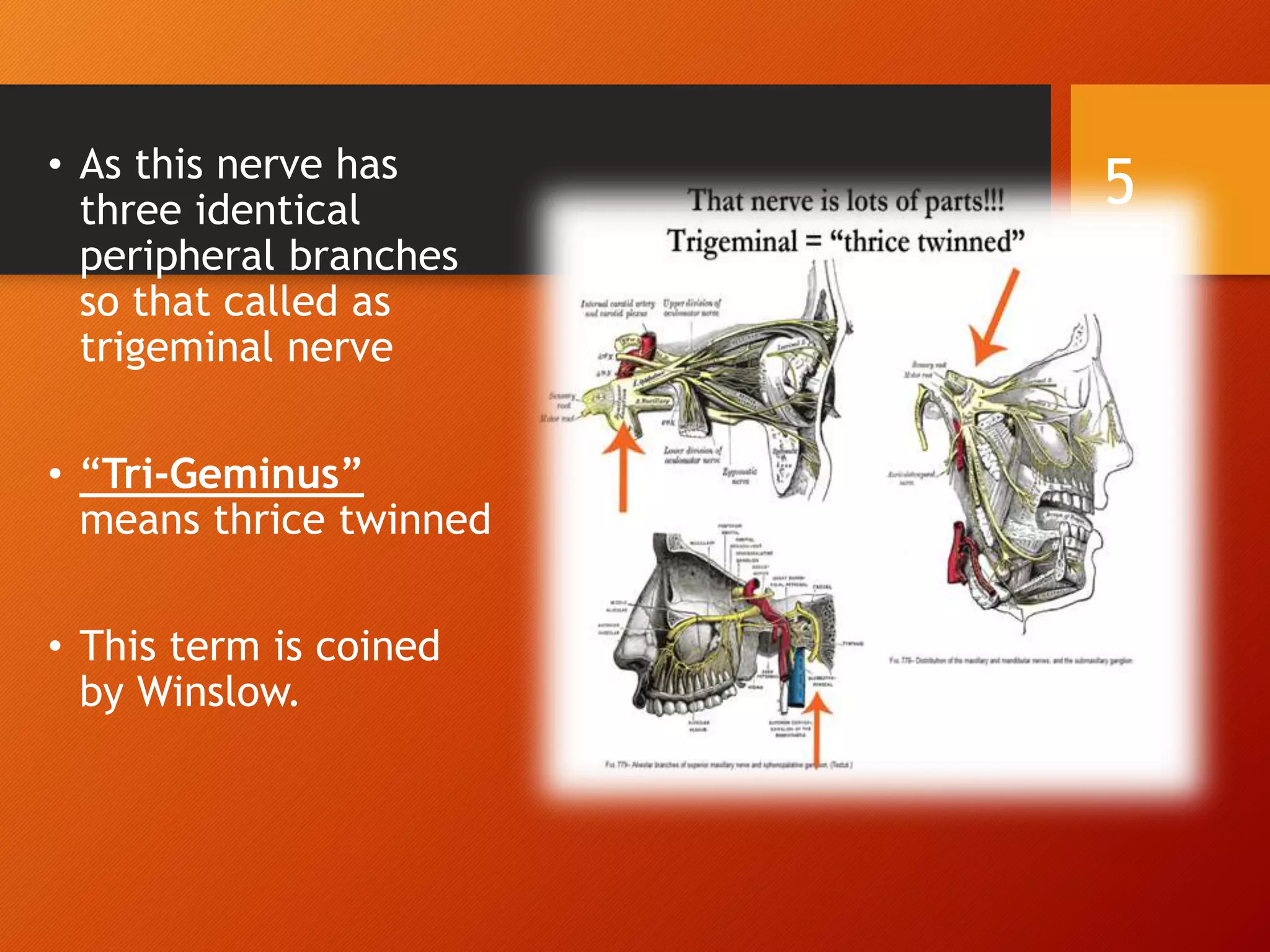 • As this nerve has
three identical
peripheral branches
so that called as
trigeminal nerve
• “Tri-Geminus”
means thrice twinned
• This term is coined
by Winslow.
5
 