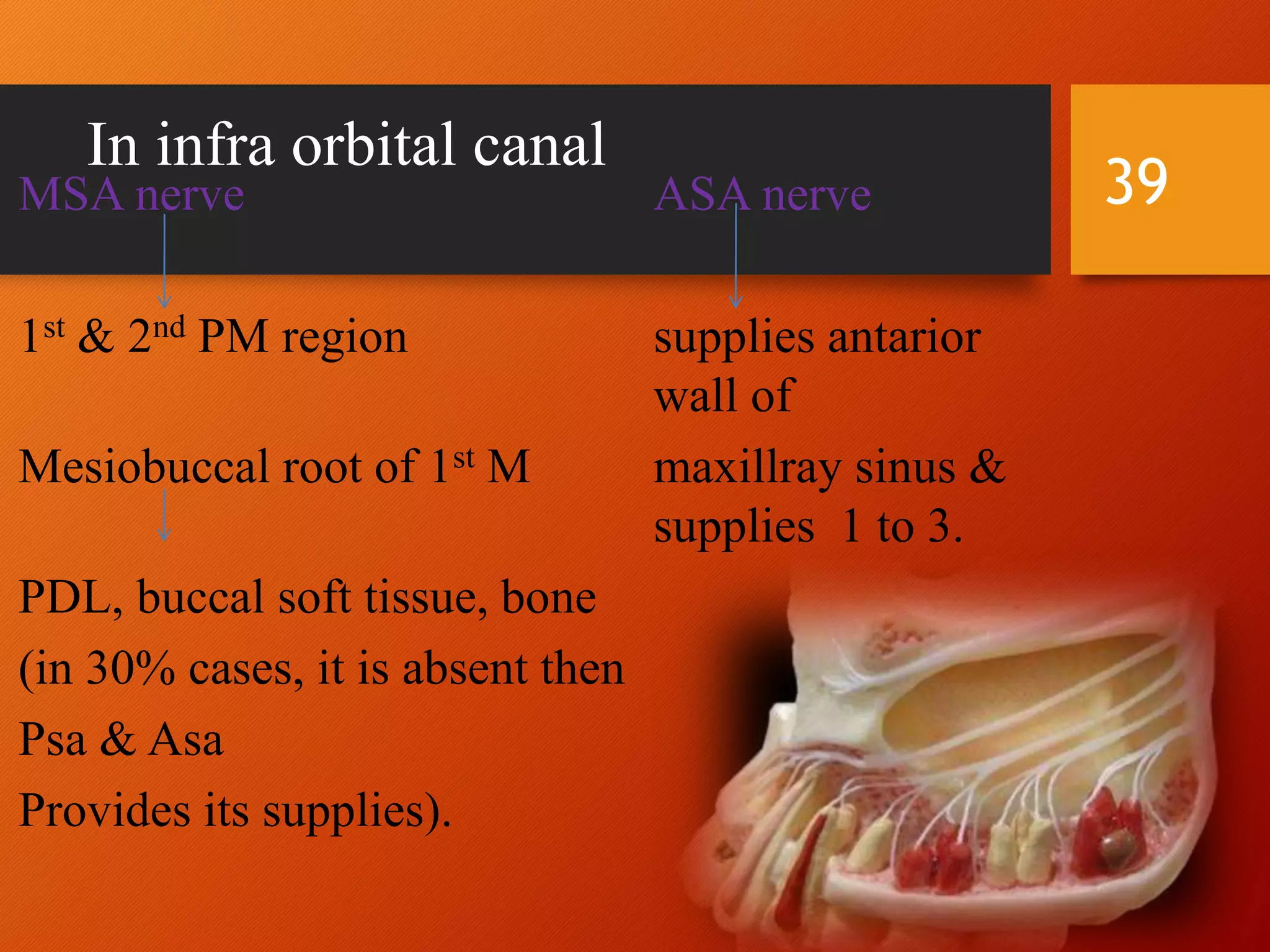 In infra orbital canal
39MSA nerve ASA nerve
1st & 2nd PM region supplies antarior
wall of
Mesiobuccal root of 1st M maxillray sinus &
supplies 1 to 3.
PDL, buccal soft tissue, bone
(in 30% cases, it is absent then
Psa & Asa
Provides its supplies).
 