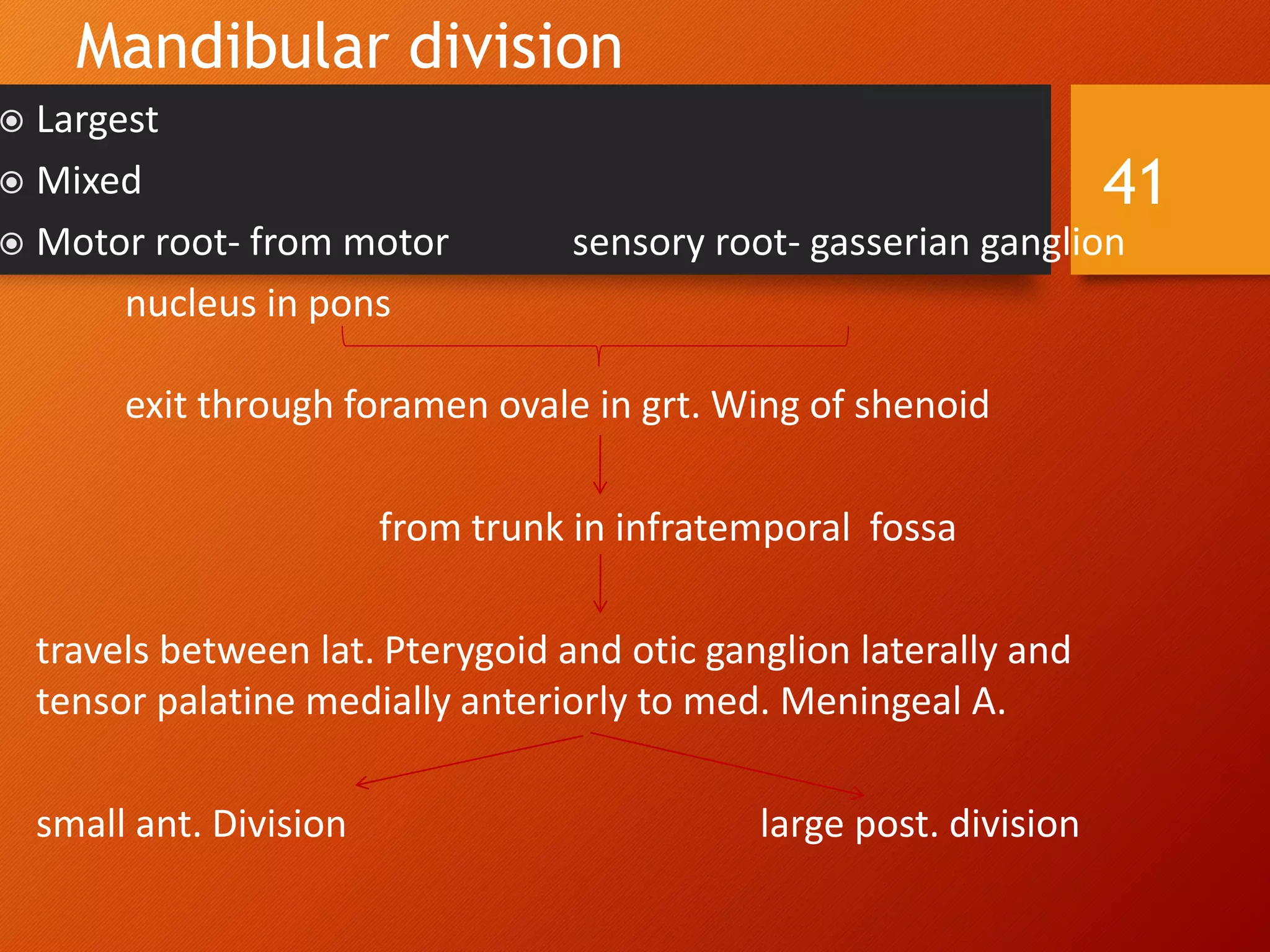 Mandibular division
41
 Largest
 Mixed
 Motor root- from motor sensory root- gasserian ganglion
nucleus in pons
exit through foramen ovale in grt. Wing of shenoid
from trunk in infratemporal fossa
travels between lat. Pterygoid and otic ganglion laterally and
tensor palatine medially anteriorly to med. Meningeal A.
small ant. Division large post. division
 