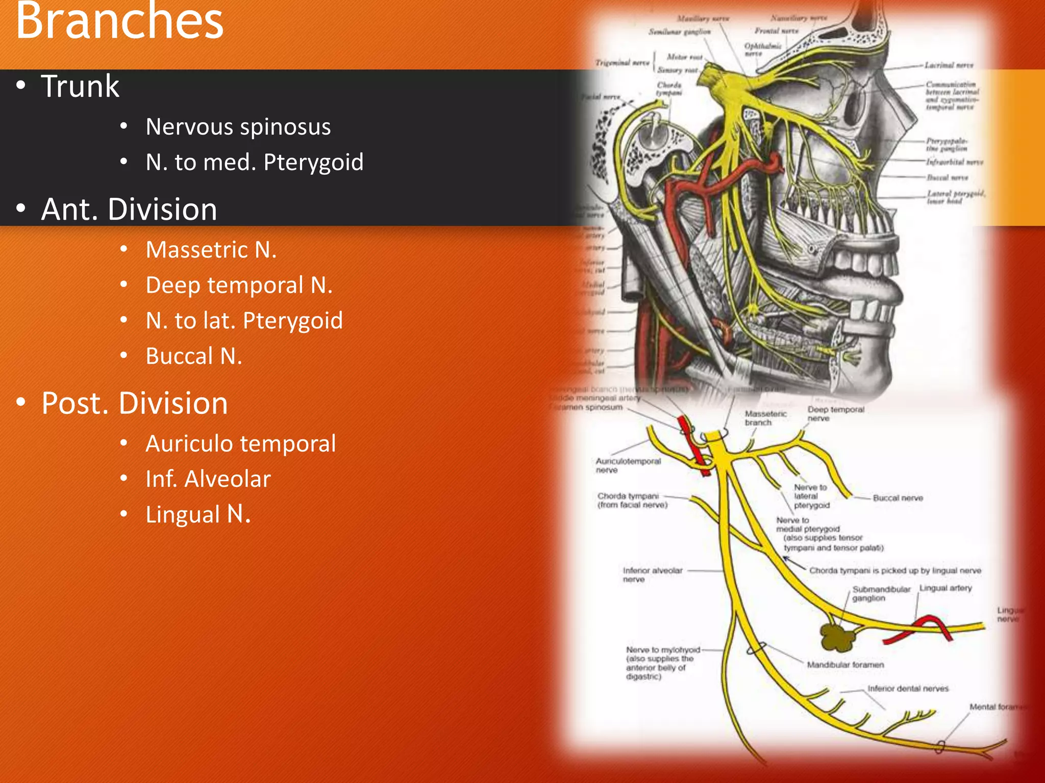 Branches
• Trunk
• Nervous spinosus
• N. to med. Pterygoid
• Ant. Division
• Massetric N.
• Deep temporal N.
• N. to lat. Pterygoid
• Buccal N.
• Post. Division
• Auriculo temporal
• Inf. Alveolar
• Lingual N.
42
 