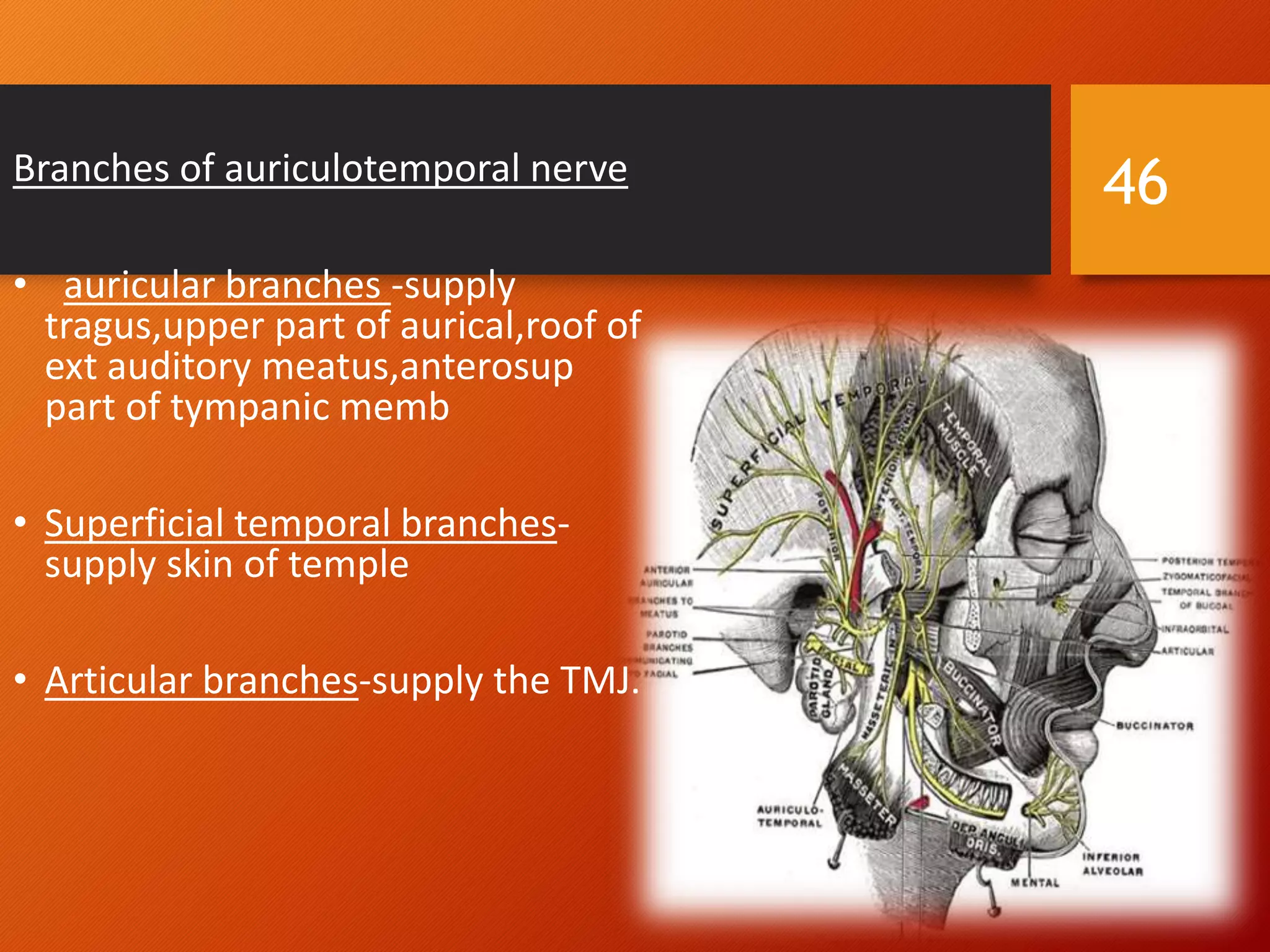 Branches of auriculotemporal nerve
• auricular branches -supply
tragus,upper part of aurical,roof of
ext auditory meatus,anterosup
part of tympanic memb
• Superficial temporal branches-
supply skin of temple
• Articular branches-supply the TMJ.
46
 