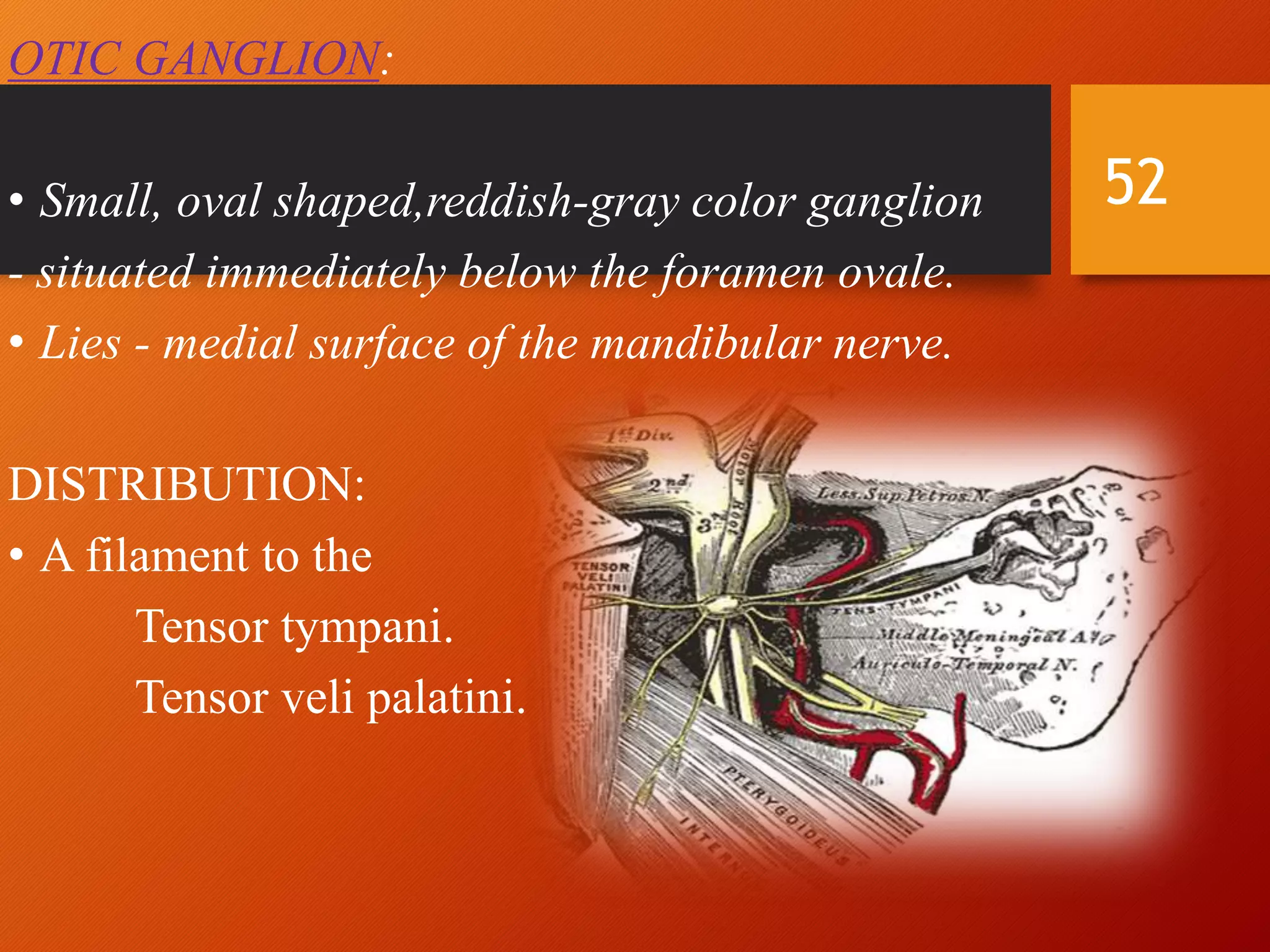 OTIC GANGLION:
• Small, oval shaped,reddish-gray color ganglion
- situated immediately below the foramen ovale.
• Lies - medial surface of the mandibular nerve.
DISTRIBUTION:
• A filament to the
Tensor tympani.
Tensor veli palatini.
52
 