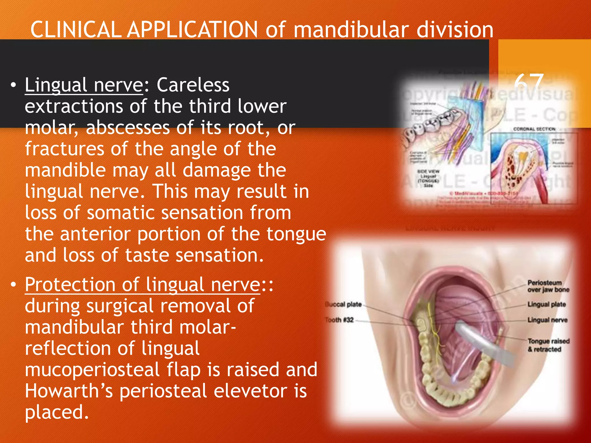 CLINICAL APPLICATION of mandibular division
• Lingual nerve: Careless
extractions of the third lower
molar, abscesses of its root, or
fractures of the angle of the
mandible may all damage the
lingual nerve. This may result in
loss of somatic sensation from
the anterior portion of the tongue
and loss of taste sensation.
• Protection of lingual nerve::
during surgical removal of
mandibular third molar-
reflection of lingual
mucoperiosteal flap is raised and
Howarth’s periosteal elevetor is
placed.
67
 