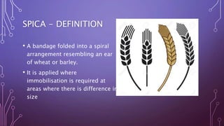 SPICA - DEFINITION
• A bandage folded into a spiral
arrangement resembling an ear
of wheat or barley.
• It is applied where
immobilisation is required at
areas where there is difference in
size
 