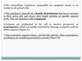 The intracellular machinery responsible for apoptosis seems to be
similar in all animal cells.
This machinery depends on a family of proteases that have a cysteine
at their active site and cleave their target proteins at specific aspartic
acids. They are therefore called caspases.
Caspases are synthesized in the cell as inactive precursors, or
procaspases, which are usually activated by cleavage at aspartic acids by
other caspases (Figure A).
Once activated, caspases cleave, and thereby activate, other procaspases,
resulting in an amplifying proteolytic cascade (Figure B).
 