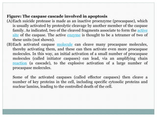 Figure: The caspase cascade involved in apoptosis
(A)Each suicide protease is made as an inactive proenzyme (procaspase), which
is usually activated by proteolytic cleavage by another member of the caspase
family. As indicated, two of the cleaved fragments associate to form the active
site of the caspase. The active enzyme is thought to be a tetramer of two of
these units (not shown).
(B)Each activated caspase molecule can cleave many procaspase molecules,
thereby activating them, and these can then activate even more procaspase
molecules. In this way, an initial activation of a small number of procaspase
molecules (called initiator caspases) can lead, via an amplifying chain
reaction (a cascade), to the explosive activation of a large number of
procaspase molecules.
Some of the activated caspases (called effector caspases) then cleave a
number of key proteins in the cell, including specific cytosolic proteins and
nuclear lamins, leading to the controlled death of the cell.
 