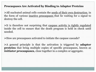 Procaspases Are Activated by Binding to Adaptor Proteins
All nucleated animal cells contain the seeds of their own destruction, in
the form of various inactive procaspases that lie waiting for a signal to
destroy the cell.
It is therefore not surprising that caspase activity is tightly regulated
inside the cell to ensure that the death program is held in check until
needed.
How are procaspases activated to initiate the caspase cascade?
A general principle is that the activation is triggered by adaptor
proteins that bring multiple copies of specific procaspases, known as
initiator procaspases, close together in a complex or aggregate.
 