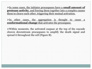 In some cases, the initiator procaspases have a small amount of
protease activity, and forcing them together into a complex causes
them to cleave each other, triggering their mutual activation.
In other cases, the aggregation is thought to cause a
conformational change that activates the procaspase.
Within moments, the activated caspase at the top of the cascade
cleaves downstream procaspases to amplify the death signal and
spread it throughout the cell (Figure B).
 