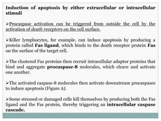 Induction of apoptosis by either extracellular or intracellular
stimuli
Procaspase activation can be triggered from outside the cell by the
activation of death receptors on the cell surface.
Killer lymphocytes, for example, can induce apoptosis by producing a
protein called Fas ligand, which binds to the death receptor protein Fas
on the surface of the target cell.
The clustered Fas proteins then recruit intracellular adaptor proteins that
bind and aggregate procaspase-8 molecules, which cleave and activate
one another.
The activated caspase-8 molecules then activate downstream procaspases
to induce apoptosis (Figure A).
Some stressed or damaged cells kill themselves by producing both the Fas
ligand and the Fas protein, thereby triggering an intracellular caspase
cascade.
 