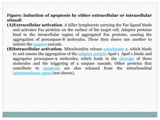 Figure: Induction of apoptosis by either extracellular or intracellular
stimuli
(A)Extracellular activation. A killer lymphocyte carrying the Fas ligand binds
and activates Fas proteins on the surface of the target cell. Adaptor proteins
bind to the intracellular region of aggregated Fas proteins, causing the
aggregation of procaspase-8 molecules. These then cleave one another to
initiate the caspase cascade.
(B)Intracellular activation. Mitochondria release cytochrome c, which binds
to and causes the aggregation of the adaptor protein Apaf-1. Apaf-1 binds and
aggregates procaspase-9 molecules, which leads to the cleavage of these
molecules and the triggering of a caspase cascade. Other proteins that
contribute to apoptosis are also released from the mitochondrial
intermembrane space (not shown).
 