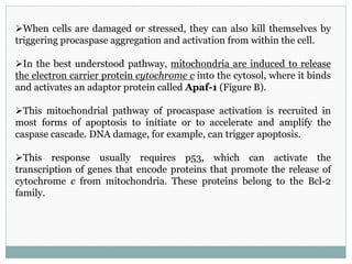 When cells are damaged or stressed, they can also kill themselves by
triggering procaspase aggregation and activation from within the cell.
In the best understood pathway, mitochondria are induced to release
the electron carrier protein cytochrome c into the cytosol, where it binds
and activates an adaptor protein called Apaf-1 (Figure B).
This mitochondrial pathway of procaspase activation is recruited in
most forms of apoptosis to initiate or to accelerate and amplify the
caspase cascade. DNA damage, for example, can trigger apoptosis.
This response usually requires p53, which can activate the
transcription of genes that encode proteins that promote the release of
cytochrome c from mitochondria. These proteins belong to the Bcl-2
family.
 