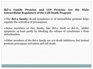 Bcl-2 Family Proteins and IAP Proteins Are the Main
Intracellular Regulators of the Cell Death Program
The Bcl-2 family (B-cell lymphoma 2) of intracellular proteins helps
regulate the activation of procaspases.
Some members of this family, like Bcl-2 itself or Bcl-XL, inhibit
apoptosis, at least partly by blocking the release of cytochrome c from
mitochondria.
Other members of the Bcl-2 family are not death inhibitors, but instead
promote procaspase activation and cell death.
 