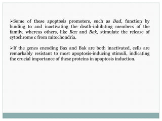 Some of these apoptosis promoters, such as Bad, function by
binding to and inactivating the death-inhibiting members of the
family, whereas others, like Bax and Bak, stimulate the release of
cytochrome c from mitochondria.
If the genes encoding Bax and Bak are both inactivated, cells are
remarkably resistant to most apoptosis-inducing stimuli, indicating
the crucial importance of these proteins in apoptosis induction.
 