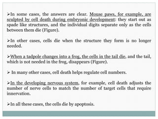 In some cases, the answers are clear. Mouse paws, for example, are
sculpted by cell death during embryonic development: they start out as
spade like structures, and the individual digits separate only as the cells
between them die (Figure).
In other cases, cells die when the structure they form is no longer
needed.
When a tadpole changes into a frog, the cells in the tail die, and the tail,
which is not needed in the frog, disappears (Figure).
 In many other cases, cell death helps regulate cell numbers.
In the developing nervous system, for example, cell death adjusts the
number of nerve cells to match the number of target cells that require
innervation.
In all these cases, the cells die by apoptosis.
 