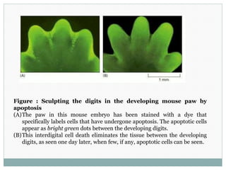Figure : Sculpting the digits in the developing mouse paw by
apoptosis
(A)The paw in this mouse embryo has been stained with a dye that
specifically labels cells that have undergone apoptosis. The apoptotic cells
appear as bright green dots between the developing digits.
(B)This interdigital cell death eliminates the tissue between the developing
digits, as seen one day later, when few, if any, apoptotic cells can be seen.
 