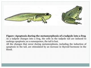 Figure :Apoptosis during the metamorphosis of a tadpole into a frog
As a tadpole changes into a frog, the cells in the tadpole tail are induced to
undergo apoptosis; as a consequence, the tail is lost.
All the changes that occur during metamorphosis, including the induction of
apoptosis in the tail, are stimulated by an increase in thyroid hormone in the
blood.
 