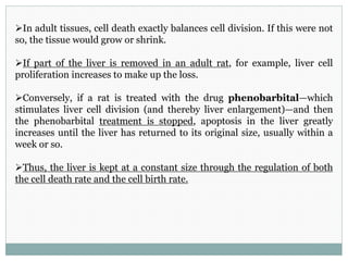 In adult tissues, cell death exactly balances cell division. If this were not
so, the tissue would grow or shrink.
If part of the liver is removed in an adult rat, for example, liver cell
proliferation increases to make up the loss.
Conversely, if a rat is treated with the drug phenobarbital—which
stimulates liver cell division (and thereby liver enlargement)—and then
the phenobarbital treatment is stopped, apoptosis in the liver greatly
increases until the liver has returned to its original size, usually within a
week or so.
Thus, the liver is kept at a constant size through the regulation of both
the cell death rate and the cell birth rate.
 
