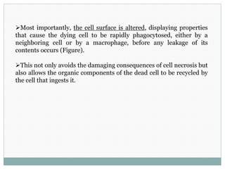 Most importantly, the cell surface is altered, displaying properties
that cause the dying cell to be rapidly phagocytosed, either by a
neighboring cell or by a macrophage, before any leakage of its
contents occurs (Figure).
This not only avoids the damaging consequences of cell necrosis but
also allows the organic components of the dead cell to be recycled by
the cell that ingests it.
 
