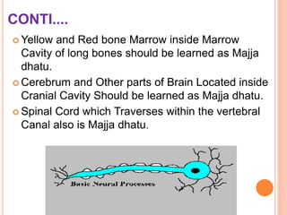 CONTI....
 Yellow and Red bone Marrow inside Marrow
Cavity of long bones should be learned as Majja
dhatu.
 Cerebrum and Other parts of Brain Located inside
Cranial Cavity Should be learned as Majja dhatu.
 Spinal Cord which Traverses within the vertebral
Canal also is Majja dhatu.
 