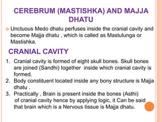 CEREBRUM (MASTISHKA) AND MAJJA
DHATU
 Unctuous Medo dhatu perfuses inside the cranial cavity and
become Majja dhatu , which is called as Mastulunga or
Mastishka.
CRANIAL CAVITY
1. Cranial cavity is formed of eight skull bones. Skull bones
are joined (Sandhi) together inside which cranial cavity is
formed.
2. Body constituent located inside any bony structure is Majja
dhatu .
3. Practically , Brain is present inside the bones (Asthi)
of cranial cavity hence by applying logic, it Can be said
that brain which is a Nervous tissue is Majja dhatu.
 