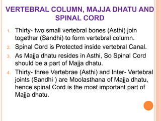 VERTEBRAL COLUMN, MAJJA DHATU AND
SPINAL CORD
1. Thirty- two small vertebral bones (Asthi) join
together (Sandhi) to form vertebral column.
2. Spinal Cord is Protected inside vertebral Canal.
3. As Majja dhatu resides in Asthi, So Spinal Cord
should be a part of Majja dhatu.
4. Thirty- three Vertebrae (Asthi) and Inter- Vertebral
joints (Sandhi ) are Moolasthana of Majja dhatu,
hence spinal Cord is the most important part of
Majja dhatu.
 