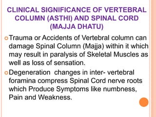 CLINICAL SIGNIFICANCE OF VERTEBRAL
COLUMN (ASTHI) AND SPINAL CORD
(MAJJA DHATU)
Trauma or Accidents of Vertebral column can
damage Spinal Column (Majja) within it which
may result in paralysis of Skeletal Muscles as
well as loss of sensation.
Degeneration changes in inter- vertebral
foramina compress Spinal Cord nerve roots
which Produce Symptoms like numbness,
Pain and Weakness.
 