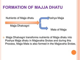 FORMATION OF MAJJA DHATU
Nutrients of Majja dhatu Poshya Majja
Majja Dhatvagni
Mala of Majja
 Majja Dhatvagni transforms nutrients of Majja dhatu into
Poshya Majja dhatu in Majjavaha Srotas and during this
Process, Majja Mala is also formed in the Majjavaha Srotas.
 