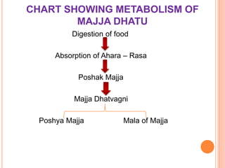 CHART SHOWING METABOLISM OF
MAJJA DHATU
Digestion of food
Absorption of Ahara – Rasa
Poshak Majja
Majja Dhatvagni
Poshya Majja Mala of Majja
 
