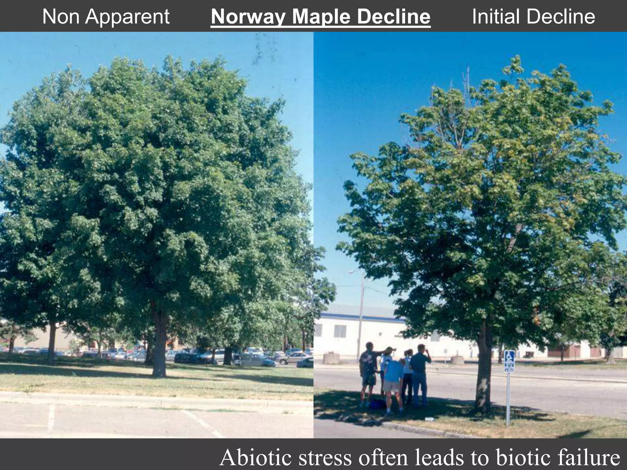 Non Apparent Norway Maple Decline Initial Decline
Abiotic stress often leads to biotic failure
 