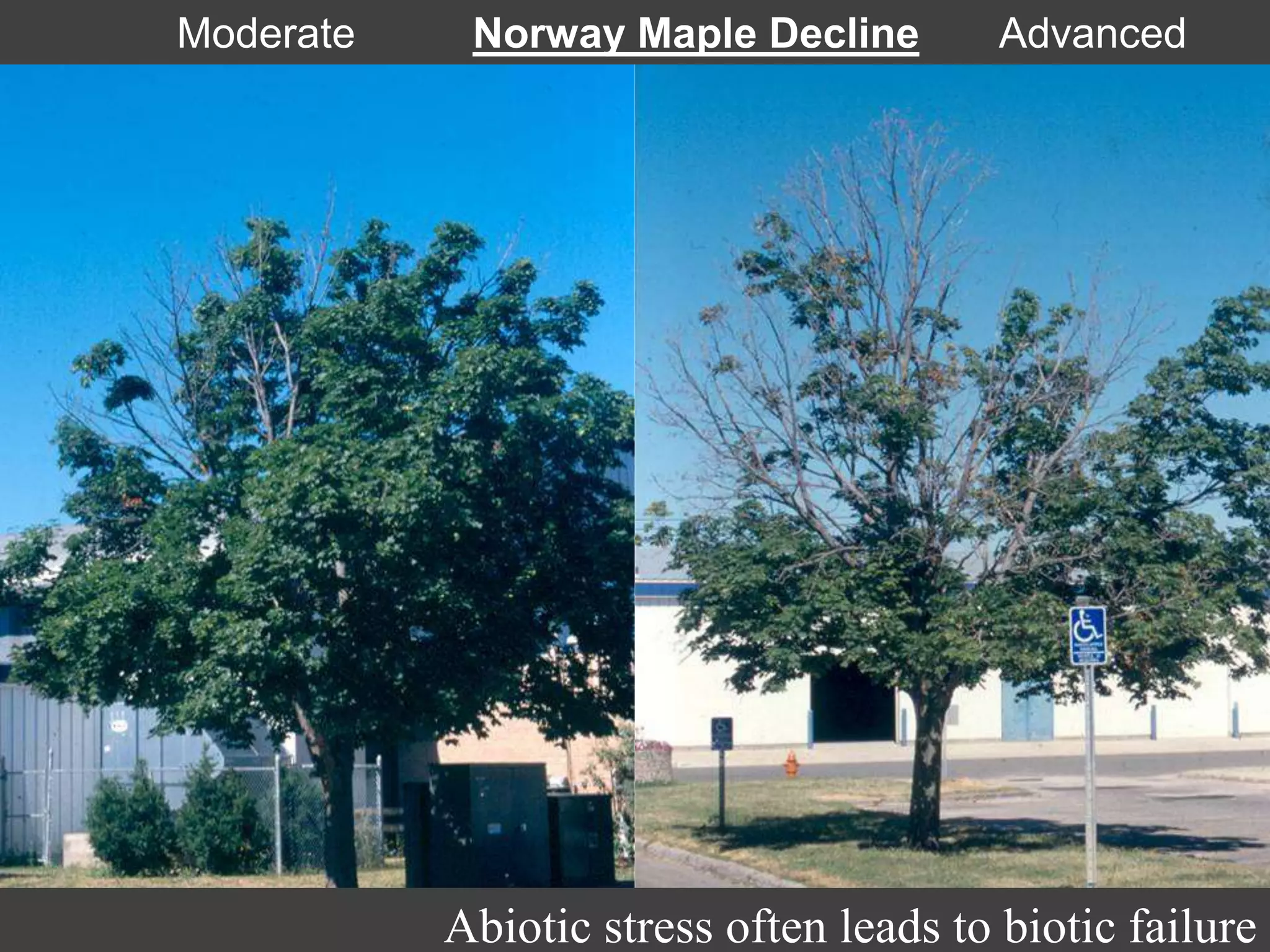 Moderate Norway Maple Decline Advanced
Abiotic stress often leads to biotic failure
 