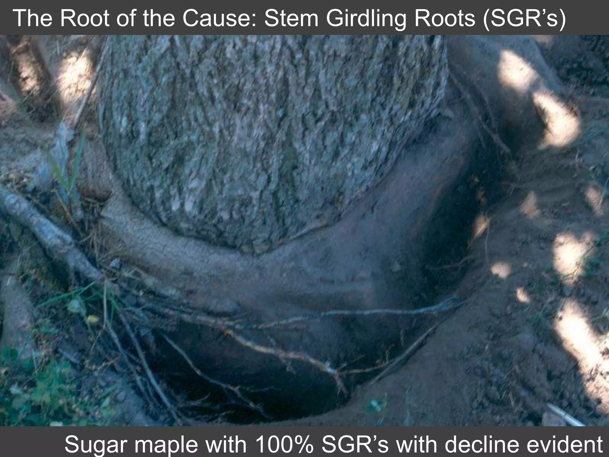The Root of the Cause: Stem Girdling Roots (SGR’s)
Sugar maple with 100% SGR’s with decline evident
 