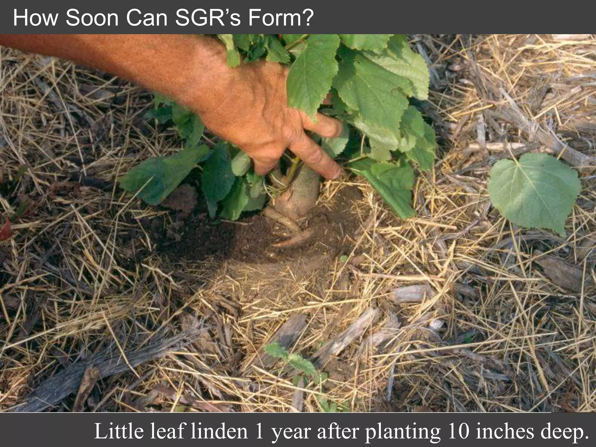 How Soon Can SGR’s Form?
Little leaf linden 1 year after planting 10 inches deep.
 