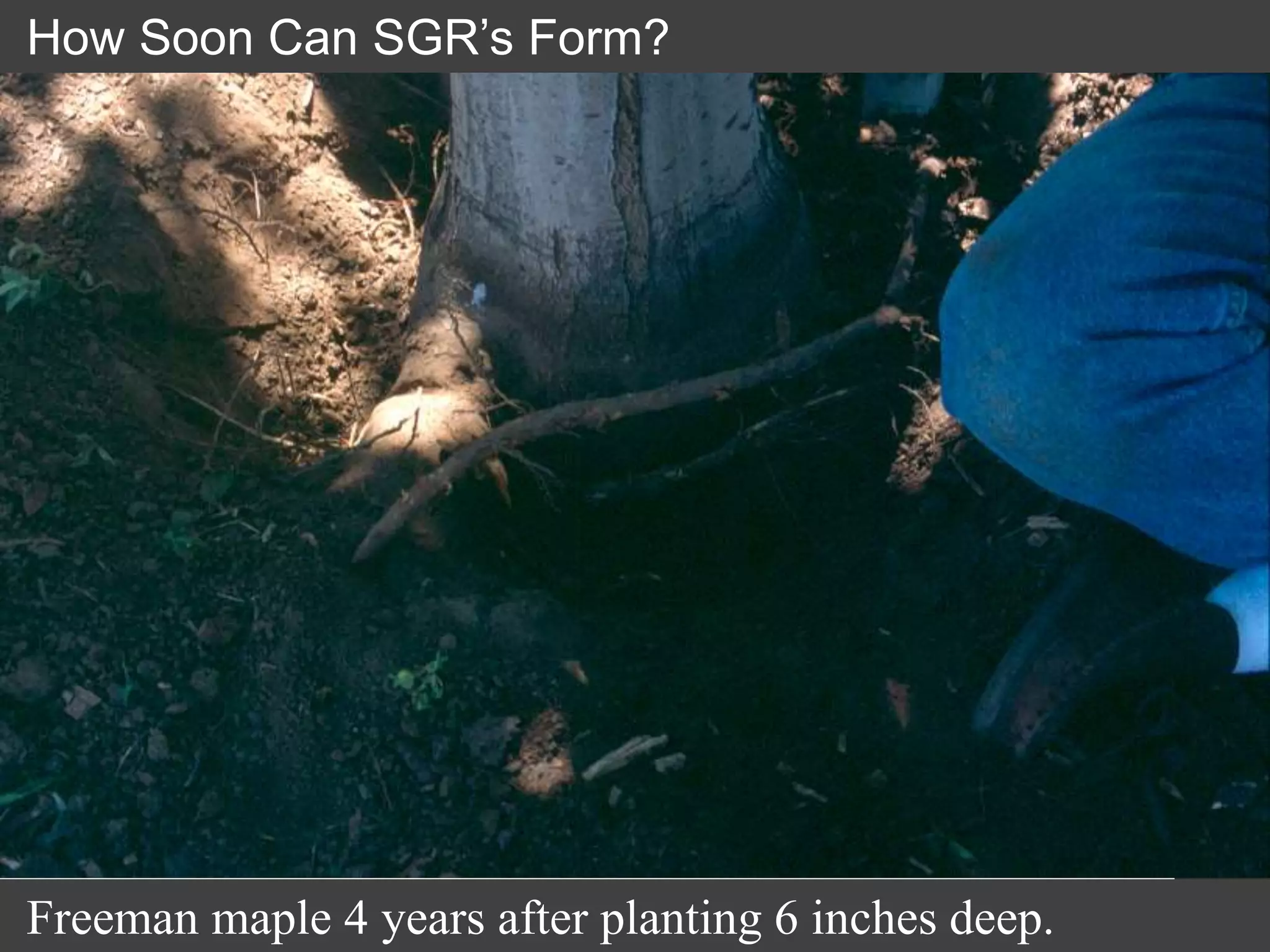 How Soon Can SGR’s Form?
Freeman maple 4 years after planting 6 inches deep.
 