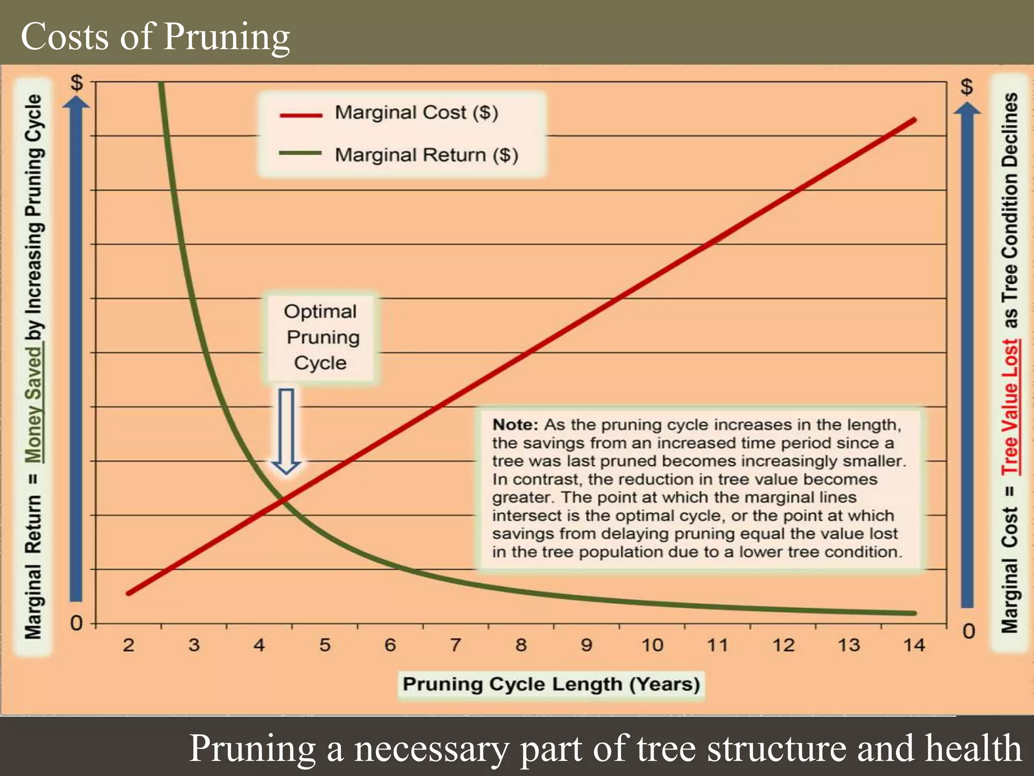 Costs of Pruning
Pruning a necessary part of tree structure and health
 