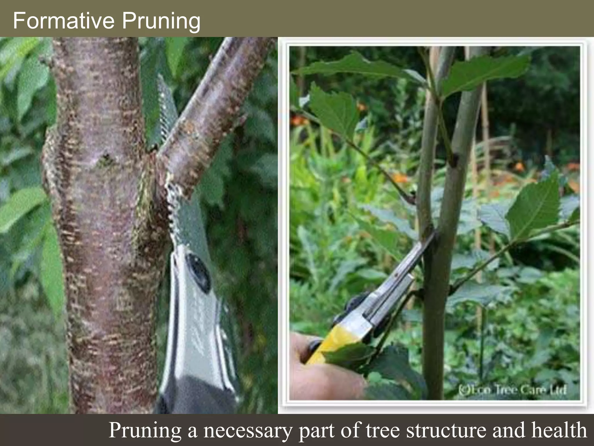 Formative Pruning
Pruning a necessary part of tree structure and health
 