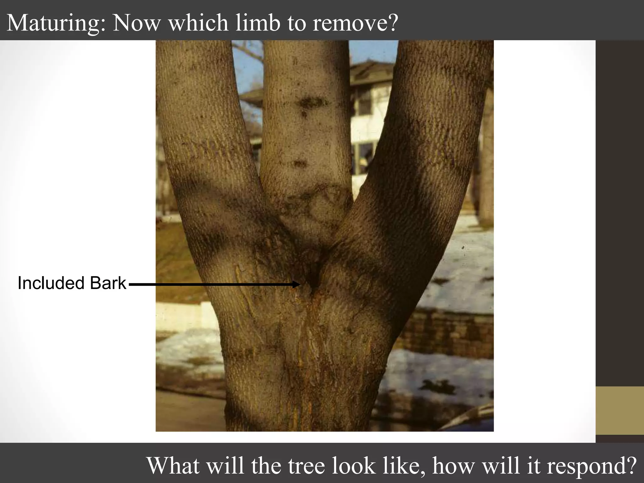 Included Bark
Maturing: Now which limb to remove?
What will the tree look like, how will it respond?
 