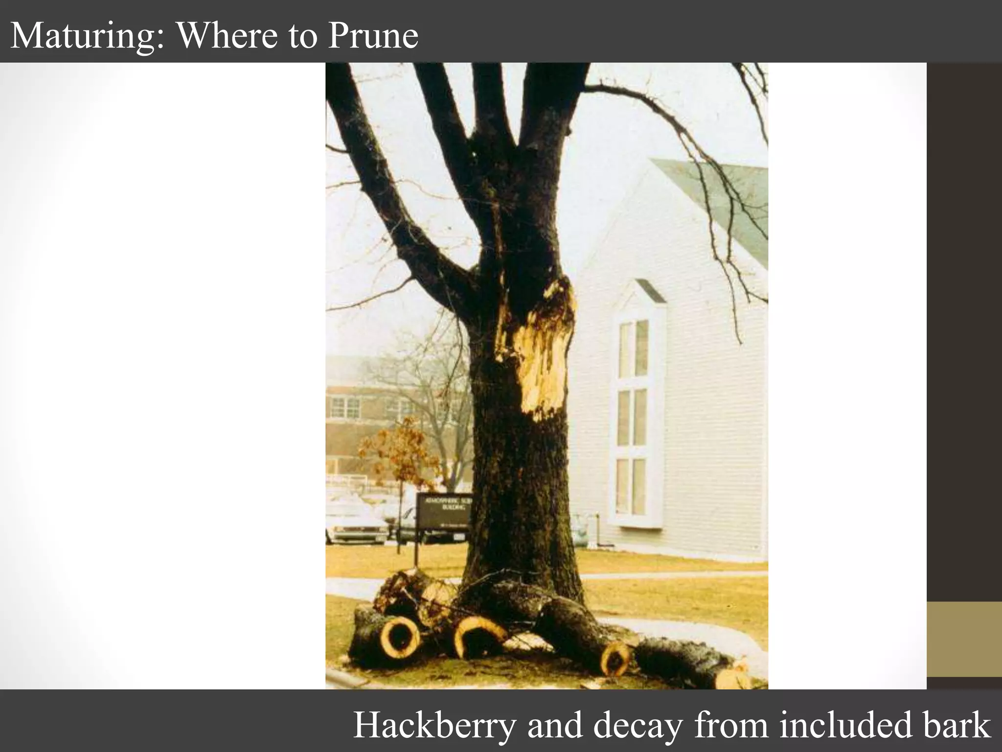 Maturing: Where to Prune
Hackberry and decay from included bark
 