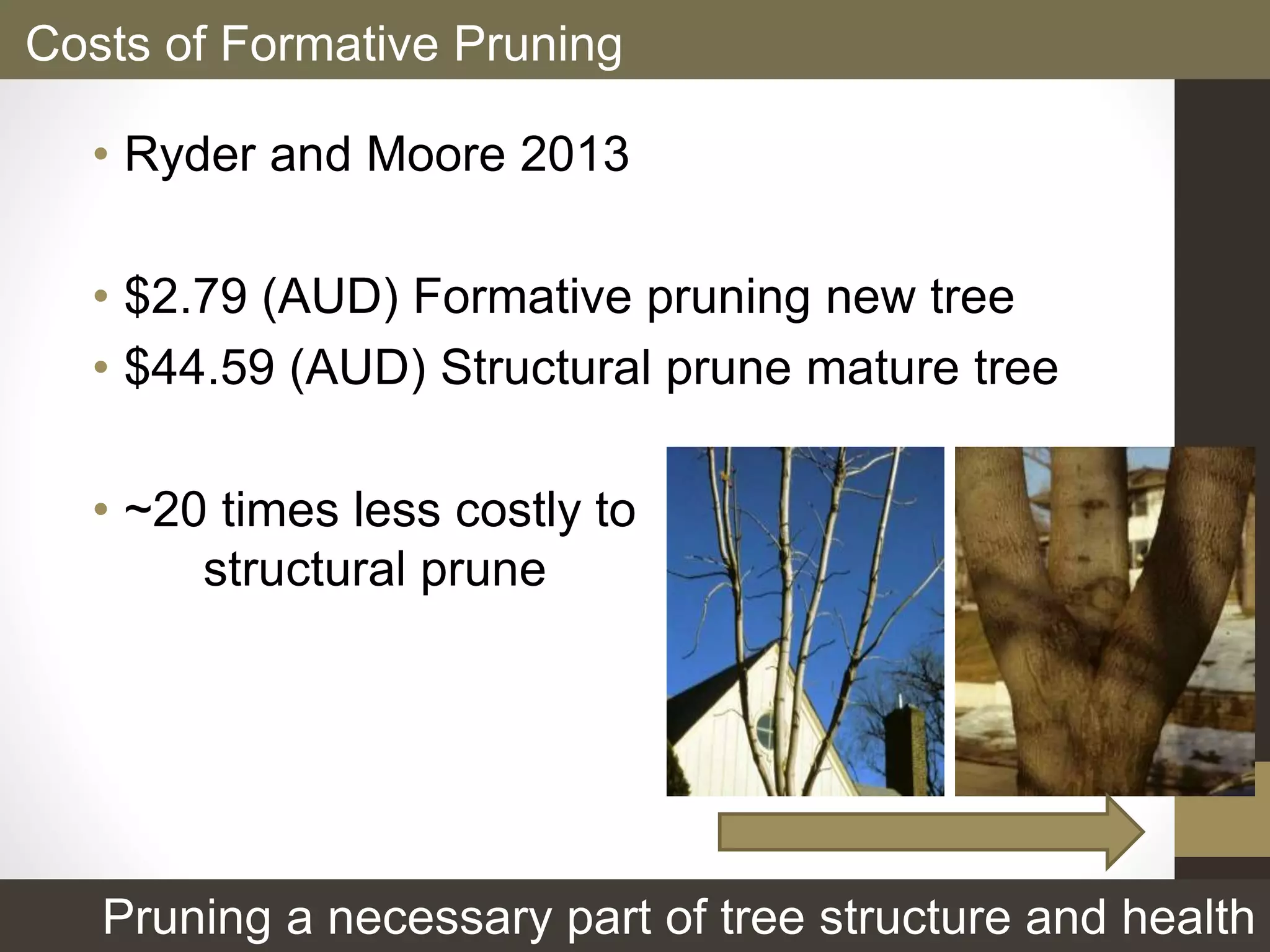 • Ryder and Moore 2013
• $2.79 (AUD) Formative pruning new tree
• $44.59 (AUD) Structural prune mature tree
• ~20 times less costly to
structural prune
Costs of Formative Pruning
Pruning a necessary part of tree structure and health
 