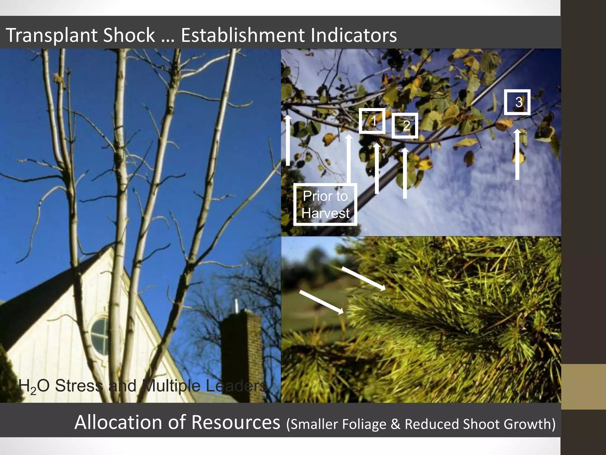 Transplant Shock … Establishment Indicators
Allocation of Resources (Smaller Foliage & Reduced Shoot Growth)
Prior to
Harvest
1 2
3
H2O Stress and Multiple Leaders
 