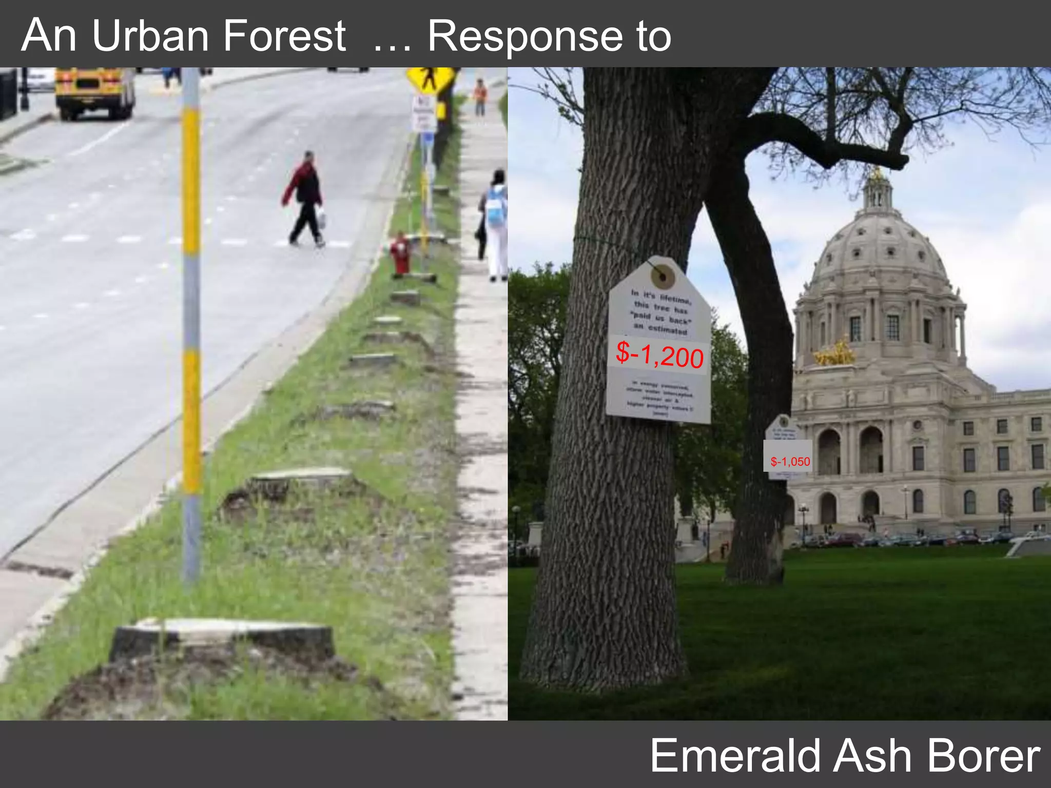 An Urban Forest … Response to
Emerald Ash Borer
$-1,050
 