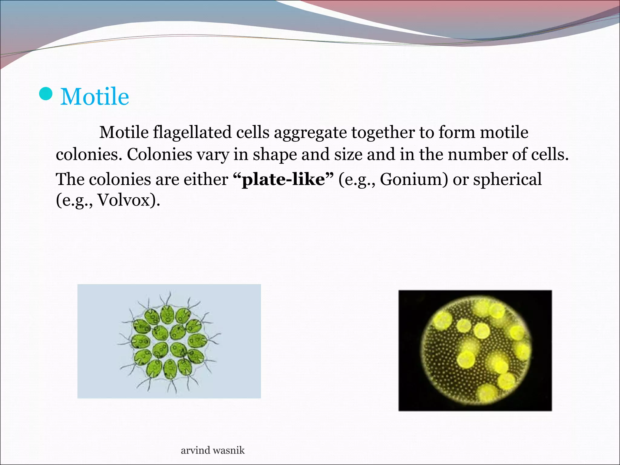 Motile
Motile flagellated cells aggregate together to form motile
colonies. Colonies vary in shape and size and in the number of cells.
The colonies are either “plate-like” (e.g., Gonium) or spherical
(e.g., Volvox).
arvind wasnik
 