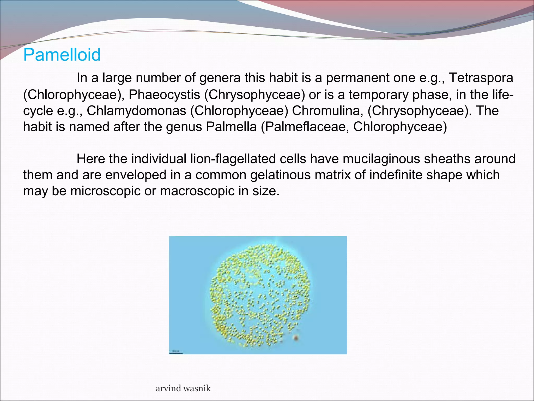 arvind wasnik
Pamelloid
In a large number of genera this habit is a permanent one e.g., Tetraspora
(Chlorophyceae), Phaeocystis (Chrysophyceae) or is a temporary phase, in the life-
cycle e.g., Chlamydomonas (Chlorophyceae) Chromulina, (Chrysophyceae). The
habit is named after the genus Palmella (Palmeflaceae, Chlorophyceae)
Here the individual lion-flagellated cells have mucilaginous sheaths around
them and are enveloped in a common gelatinous matrix of indefinite shape which
may be microscopic or macroscopic in size.
 