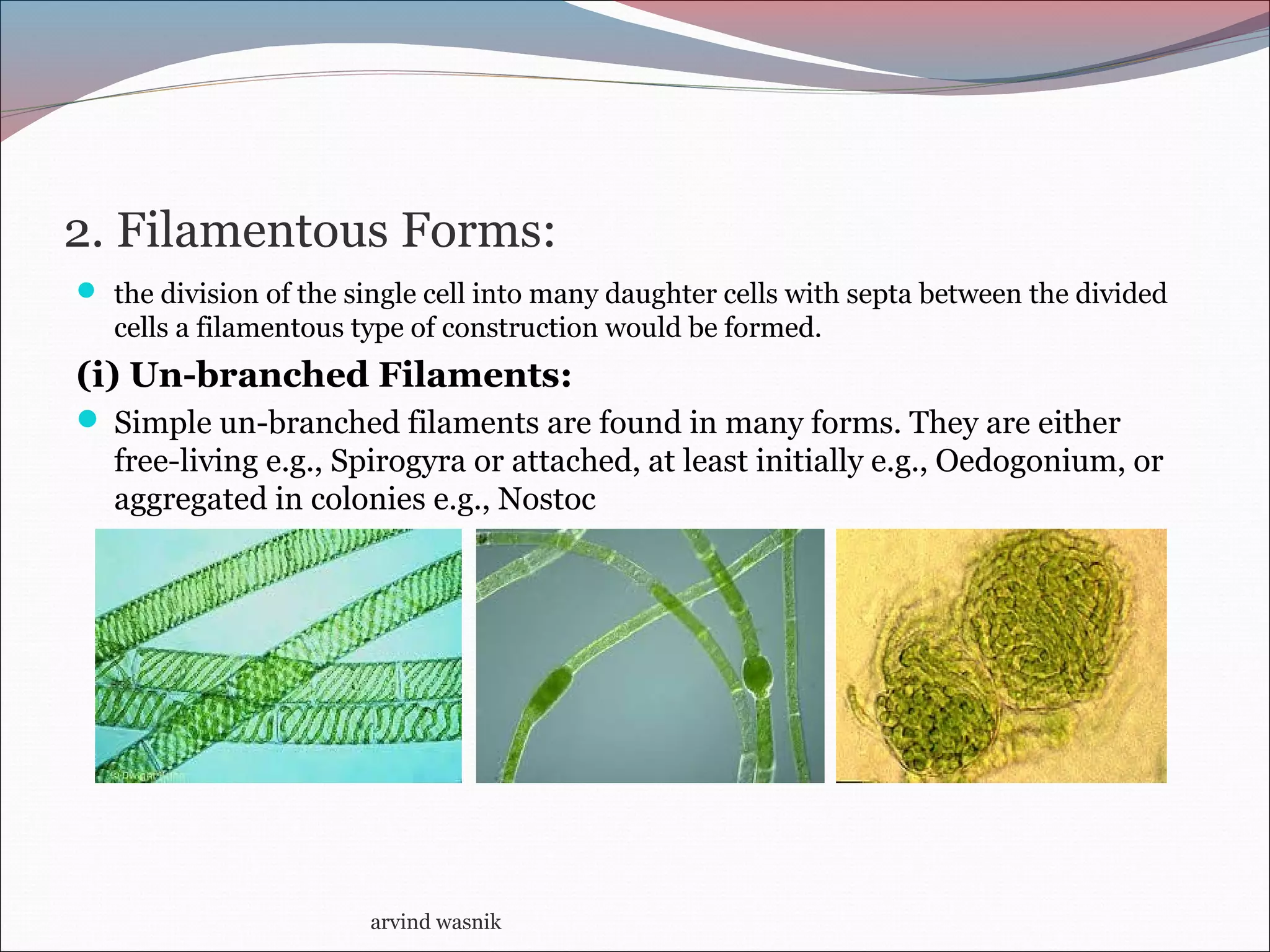 2. Filamentous Forms:
 the division of the single cell into many daughter cells with septa between the divided
cells a filamentous type of construction would be formed.
(i) Un-branched Filaments:
 Simple un-branched filaments are found in many forms. They are either
free-living e.g., Spirogyra or attached, at least initially e.g., Oedogonium, or
aggregated in colonies e.g., Nostoc
arvind wasnik
 