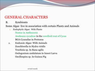 GENERAL CHARACTERS
B. Symbionts
Some Algae live in association with certain Plants and Animals
1. Endophytic Algae: With Plants
Nostoc in Anthoceros
Anabeana cycadeae in the corolloid root of Cycas
BGA Cyanailae in Protozoa
2. Endozoic Algae: With Animals
Zoochlorella in Hydra viridis
Trochisia sp. In Rana agilis
Oedogonium undulatum in Insect Larva
Oscillospira sp. In Guinea Pig
arvind wasnik
 