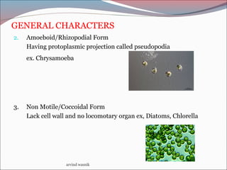 GENERAL CHARACTERS
2. Amoeboid/Rhizopodial Form
Having protoplasmic projection called pseudopodia
ex. Chrysamoeba
3. Non Motile/Coccoidal Form
Lack cell wall and no locomotary organ ex, Diatoms, Chlorella
arvind wasnik
 
