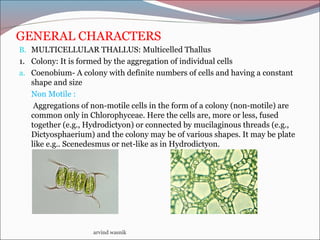 GENERAL CHARACTERS
B. MULTICELLULAR THALLUS: Multicelled Thallus
1. Colony: It is formed by the aggregation of individual cells
a. Coenobium- A colony with definite numbers of cells and having a constant
shape and size
Non Motile :
Aggregations of non-motile cells in the form of a colony (non-motile) are
common only in Chlorophyceae. Here the cells are, more or less, fused
together (e.g., Hydrodictyon) or connected by mucilaginous threads (e.g.,
Dictyosphaerium) and the colony may be of various shapes. It may be plate
like e.g.. Scenedesmus or net-like as in Hydrodictyon.
arvind wasnik
 