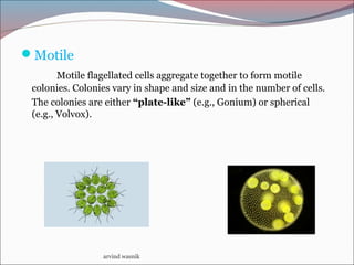 Motile
Motile flagellated cells aggregate together to form motile
colonies. Colonies vary in shape and size and in the number of cells.
The colonies are either “plate-like” (e.g., Gonium) or spherical
(e.g., Volvox).
arvind wasnik
 