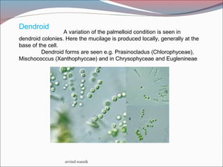 arvind wasnik
Dendroid
A variation of the palmelloid condition is seen in
dendroid colonies. Here the mucilage is produced locally, generally at the
base of the cell.
Dendroid forms are seen e.g. Prasinocladus (Chlorophyceae),
Mischococcus (Xanthophyccae) and in Chrysophyceae and Euglenineae
 