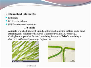 (ii) Branched Filaments:
 (i) Simple
 (ii) Heterotrichous
 (iii) Pseudoparenchymatous
(i) Simple
A simple branched filament with dichotomous branching pattern and a basal
attaching cell, holdfast or hapteron is common with many types e.g.,
Cladophora. A peculiar form of branching, known as ‘false’-branching is
observed in Cyanophyceae e.g., Scytonema
arvind wasnik
 